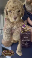 F2bb Beautiful Cream Female with Chocolate undertone Green eyes , a female Aussiedoodle and Poodle - Standard  for sale in Tulsa, OK – 3 of 10