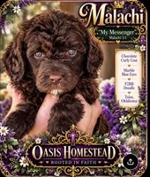 Malachi - Chocolate F2bb, a female Aussiedoodle for sale in Tulsa, OK – 2 of 6