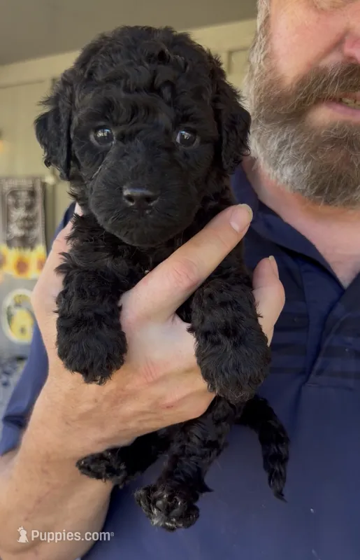F2bb Super Curly Black Female- GORGEOUS  – Aussiedoodle, Poodle - Standard  puppy for sale in Tulsa, OK