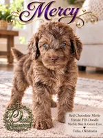 F2b Red/ Chocolate Merle Female-Marble Blue Eyes, a female Aussiedoodle and Poodle - Standard  for sale in Tulsa, OK – 3 of 5