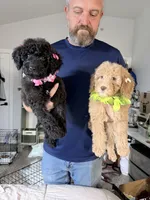 Beautiful Red F2bb DoodleSo SWeet- W@W, a female Aussiedoodle and Poodle - Standard  for sale in Tulsa, OK – 2 of 10