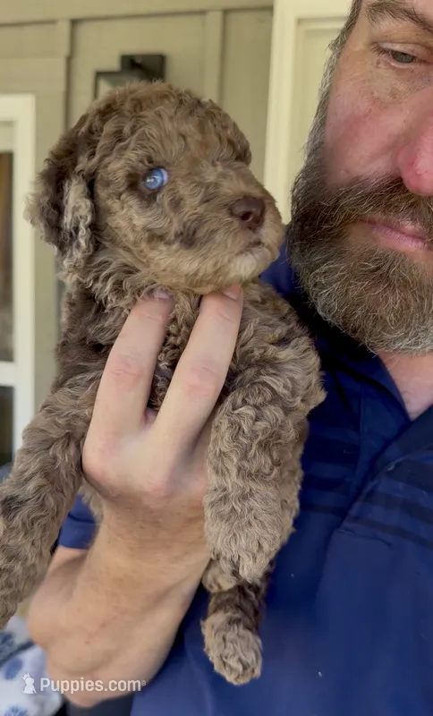 Gorgeous Double Blue Eyed Chocolate Merle- F2bb – Goldendoodle, Poodle - Standard  puppy for sale in Tulsa, OK