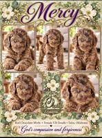 Beautiful Red/Chocolate Merle F2b - Marble Blue Eyes, a female Goldendoodle and Poodle - Standard  for sale in Tulsa, OK – 5 of 5