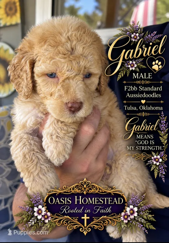 Crystal Double Blue Eyes F2bb- He is a STUNNER! – Goldendoodle, Poodle - Standard  puppy for sale in Tulsa, OK
