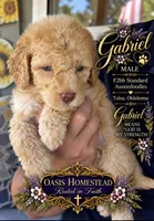 Crystal Double Blue Eyes F2bb- He is a STUNNER!, a male Goldendoodle and Poodle - Standard  for sale in Tulsa, OK – 2 of 8