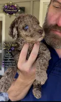 Sefferon-F2bb - Crystal Blue Double Eyes, a female Aussiedoodle and Poodle - Standard  for sale in Tulsa, OK – 4 of 10