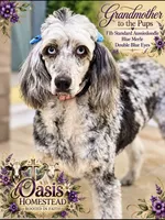 The Most Gorgeous Doodle EVER- EYEES are NOT enhanced ❤️, a female Goldendoodle and Poodle - Standard  for sale in Tulsa, OK – 8 of 9