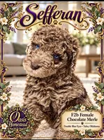 Sefferon-F2b - Crystal Blue Double Eyes, a female Aussiedoodle and Poodle - Standard  for sale in Tulsa, OK – 6 of 7