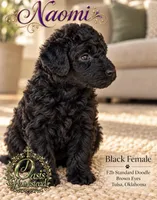 F2b Super Curly Black Female- GORGEOUS , a female Aussiedoodle and Poodle - Standard  for sale in Tulsa, OK – 2 of 4