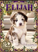 ELiJAH- Most Beautiful Crystal Blue Eyed Doodle Ever, a male Aussiedoodle and Poodle - Standard  for sale in Tulsa, OK – 1 of 6