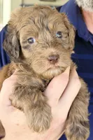 Chocolate/Red Merle Female-F2bb- GORGEOUS , a female Aussiedoodle and Poodle - Standard  for sale in Tulsa, OK – 2 of 5