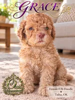GRACE - F2b - Beautiful Cream with Green Eyes , a female Goldendoodle and Poodle - Standard  for sale in Tulsa, OK – 3 of 5