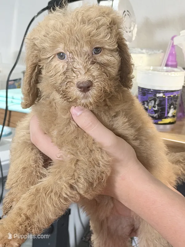 Gorgeous Red FemaleSo so sweet – Goldendoodle, Poodle - Standard  puppy for sale in Tulsa, OK