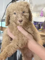 Gorgeous Red FemaleSo so sweet, a female Goldendoodle and Poodle - Standard  for sale in Tulsa, OK – 1 of 8