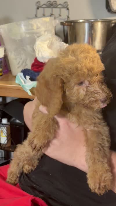 Gorgeous Red FemaleSo so sweet, a female Goldendoodle and Poodle - Standard  for sale in Tulsa, OK – 2 of 8