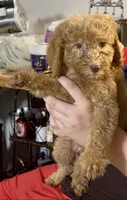 Gorgeous Red FemaleSo so sweet, a female Goldendoodle and Poodle - Standard  for sale in Tulsa, OK – 3 of 8