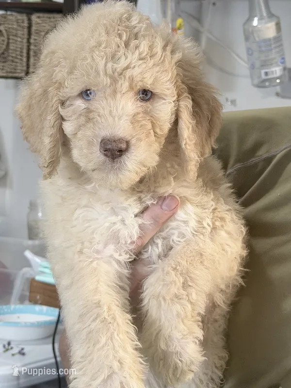 F2b Cream Male with the most Crystal Blue eyes  – Aussiedoodle, Poodle - Standard  puppy for sale in Tulsa, OK