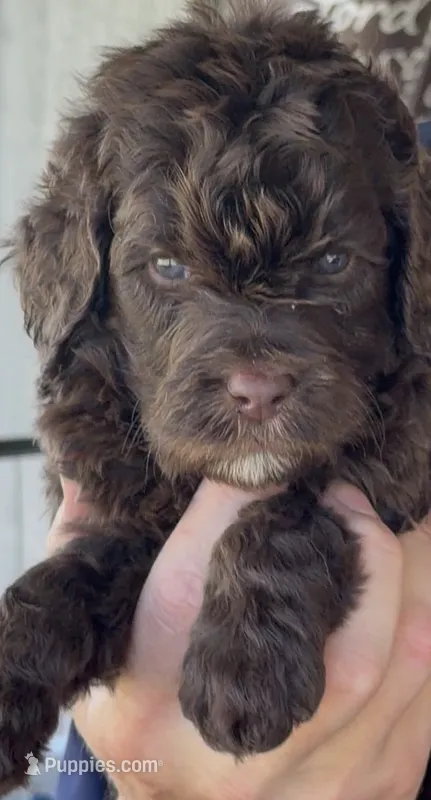 Beautiful Chocolate F2bb – Goldendoodle, Poodle - Standard  puppy for sale in Tulsa, OK