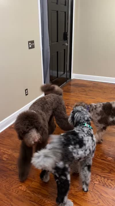 Beautiful Red F2bb DoodleSo SWeet- W@W, a female Aussiedoodle and Poodle - Standard  for sale in Tulsa, OK – 10 of 10