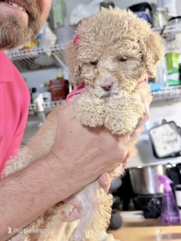 SUPER TINY F2bb Red/Cream girl with chocolate undertones Green eyes  – Aussiedoodle, Poodle - Standard  puppy for sale in Tulsa, OK