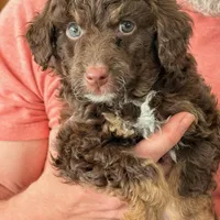 Gorgeous Chocolate Phantom F1BB- Incredible!!!, a male Miniature Aussiedoodle for sale in Tulsa, OK – Photo 3 of 4