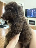 Gorgeous Chocolate Phantom F1BB- Incredible!!!, a male Miniature Aussiedoodle for sale in Tulsa, OK – Photo 4 of 4