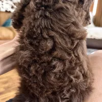 Gorgeous Chocolate Phantom F1BB- Incredible!!!, a male Miniature Aussiedoodle for sale in Tulsa, OK – Photo 2 of 4