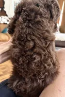 Gorgeous Chocolate Phantom F1BB- Incredible!!!, a male Miniature Aussiedoodle for sale in Tulsa, OK – Photo 2 of 4