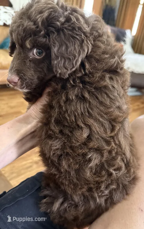 Gorgeous Chocolate Phantom F1BB- Incredible!!!