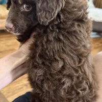 Gorgeous Chocolate Phantom F1BB- Incredible!!!, a male Miniature Aussiedoodle for sale in Tulsa, OK – Photo 1 of 4