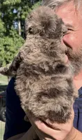 Sefferon-F2bb - Crystal Blue Double Eyes, a female Aussiedoodle and Poodle - Standard  for sale in Tulsa, OK – 5 of 10