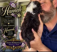 Tiny Little Chocolate Parti Girl -F2bb Marble Blue eyes, a female Aussiedoodle and Poodle - Standard  for sale in Tulsa, OK – 3 of 9