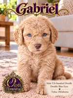 F2b Cream Male with the most Crystal Blue eyes , a male Aussiedoodle and Poodle - Standard  for sale in Tulsa, OK – 5 of 6