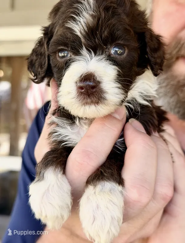 Tiny Little Chocolate Parti Girl -F2bb Marble Blue eyes – Aussiedoodle, Poodle - Standard  puppy for sale in Tulsa, OK