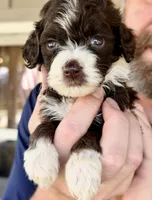 Tiny Little Chocolate Parti Girl -F2bb Marble Blue eyes, a female Aussiedoodle and Poodle - Standard  for sale in Tulsa, OK – 1 of 9