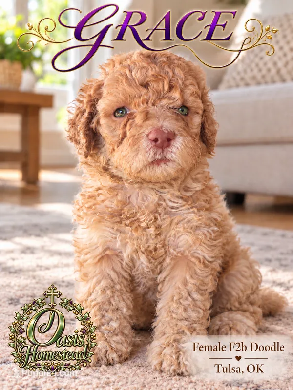 F2b Beautiful Cream Female with Chocolate undertone Green eyes  – Aussiedoodle, Poodle - Standard  puppy for sale in Tulsa, OK
