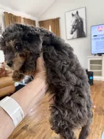 BLUE EYED MERLE F1BB Mini- AMAZING!!!, a female Miniature Goldendoodle for sale in Tulsa, OK – Photo 4 of 5