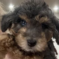 BLUE EYED MERLE F1BB Mini- AMAZING!!!, a female Miniature Goldendoodle for sale in Tulsa, OK – Photo 5 of 5