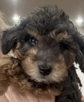 BLUE EYED MERLE F1BB Mini- AMAZING!!!, a female Miniature Goldendoodle for sale in Tulsa, OK – Photo 5 of 5