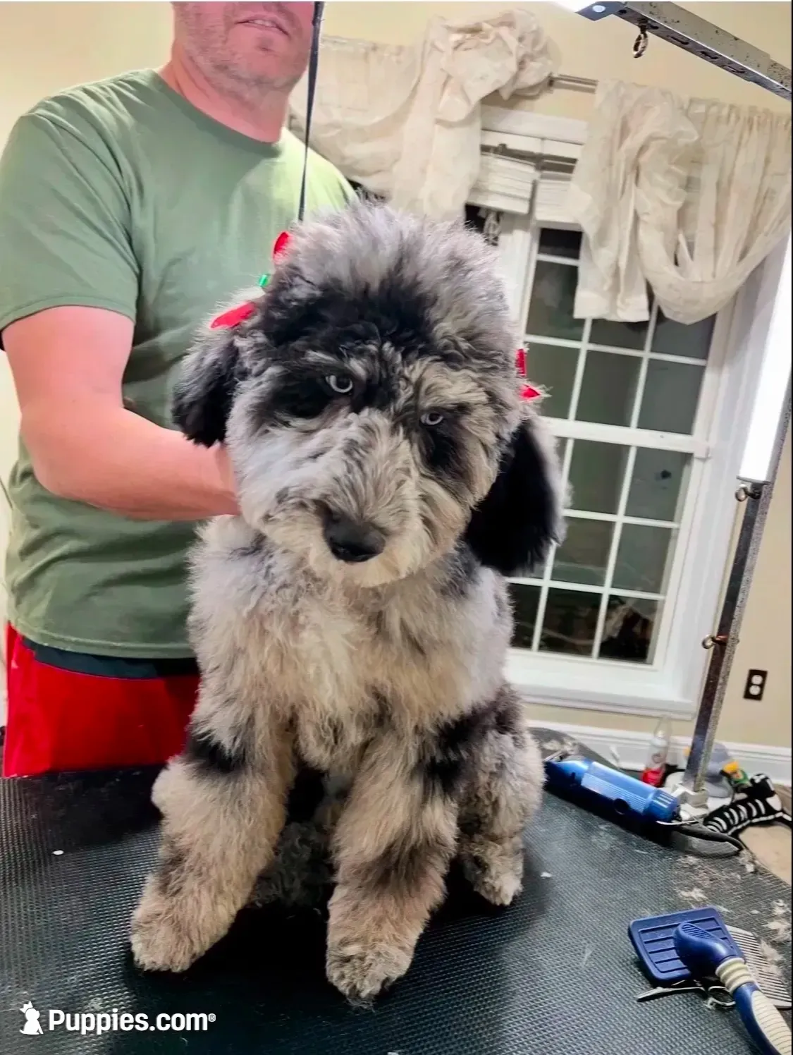 Beautiful Red F2bb DoodleSo SWeet- W@W, a female Aussiedoodle and Poodle - Standard  for sale in Tulsa, OK – 4 of 10