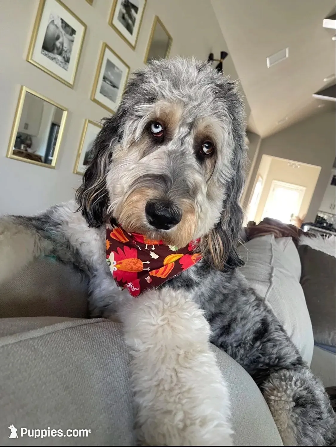 Beautiful Red F2bb DoodleSo SWeet- W@W, a female Aussiedoodle and Poodle - Standard  for sale in Tulsa, OK – 8 of 10