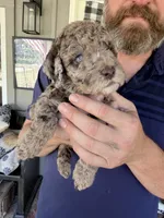 Sefferon-F2bb - Crystal Blue Double Eyes, a female Aussiedoodle and Poodle - Standard  for sale in Tulsa, OK – 2 of 10