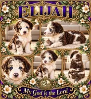 ELiJAH- Most Beautiful Crystal Blue Eyed Doodle Ever, a male Aussiedoodle and Poodle - Standard  for sale in Tulsa, OK – 6 of 6