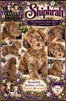 Chocolate/Red Merle Female-F2b- GORGEOUS , a female Aussiedoodle and Poodle - Standard  for sale in Tulsa, OK – 2 of 2