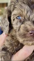 Beautiful Red/Chocolate Merle F2bb-Marble Blue Eyes, a female Goldendoodle and Poodle - Standard  for sale in Tulsa, OK – 4 of 8