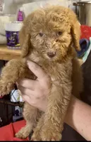Gorgeous Red FemaleSo so sweet, a female Goldendoodle and Poodle - Standard  for sale in Tulsa, OK – 5 of 8