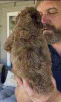 Chocolate/Red Merle Female-F2bb- GORGEOUS , a female Aussiedoodle and Poodle - Standard  for sale in Tulsa, OK – 4 of 5
