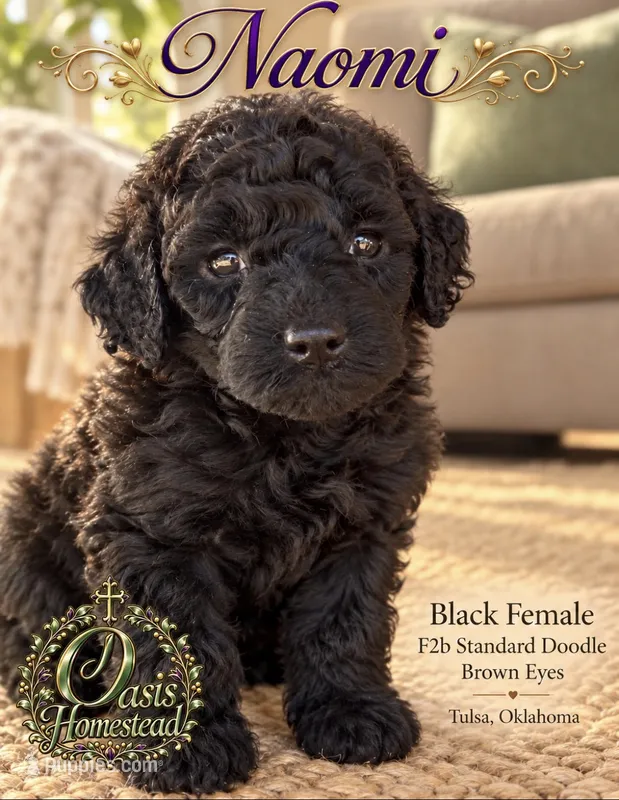 F2b Super Curly Black Female- GORGEOUS  – Aussiedoodle, Poodle - Standard  puppy for sale in Tulsa, OK