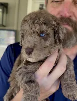 Gorgeous Double Blue Eyed Chocolate Merle- F2bb, a female Goldendoodle and Poodle - Standard  for sale in Tulsa, OK – 2 of 9