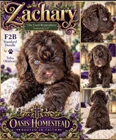 Beautiful Chocolate F2bb, a female Goldendoodle and Poodle - Standard  for sale in Tulsa, OK – 4 of 5